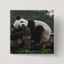 Search for giant panda badges Animal