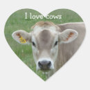 Search for love cow stickers I love cows