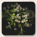 Search for perennials coasters Daisy