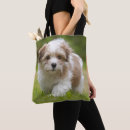 Search for havanese accessories Pets