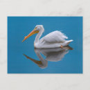 Search for white pelican postcards Nature