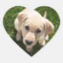 Search for labrador retriever stickers Cute puppy