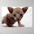 Search for cat breed posters Kitten