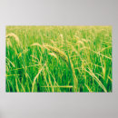 Search for rice paper art Beautiful