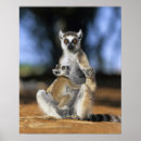 Search for ring tailed posters Animal
