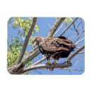 Search for catfishing magnets Wildlife