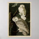 Search for snowy owls posters Audubon