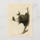 Search for wrens postcards House wren