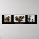 Search for ducklings posters Wildlife