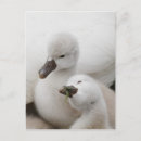 Search for mute postcards Wildlife