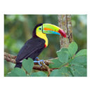 Search for bird perched on tree art Forest