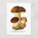Search for boletus postcards Fungi