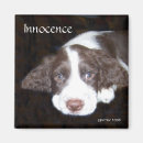 Search for innocent magnets Puppy
