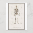 Search for skeletal postcards Illustration