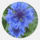 Search for blue cornflowers stickers Wild flower