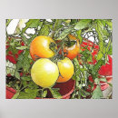 Search for ripe vegetables posters Fresh