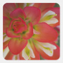Search for texas wildflower stickers Plant
