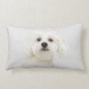Search for bichon frise dog cushions Animal