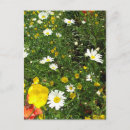 Search for cottage garden postcards Daisies