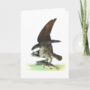 Search for osprey bird cards Ospreys