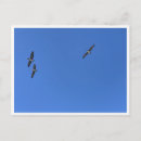 Search for bird flight postcards Birds in flight