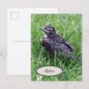 Search for baby birds postcards Wildlife