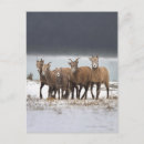 Search for nature scene postcards Animals