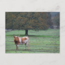 Search for paddock Pasture