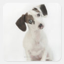 Search for chihuahua puppies stickers Animal
