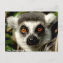 Search for ring tailed postcards Funny