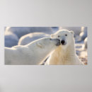 Search for kissing polar bears Arctic