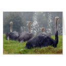 Search for emu cards Animal