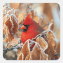 Search for scarlet stickers Avian