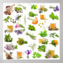 Search for herbal medicine posters Plant