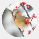 Search for female cardinal stickers Cardinalis