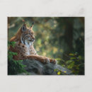 Search for lynx postcards Animal