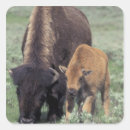 Search for wyoming stickers Yellowstone national park