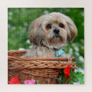 Search for lhasa apso puzzles Puppy