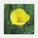 Search for callas magnets Green