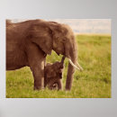 Search for elephant image posters Kenya