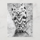 Search for leopard postcards Photography