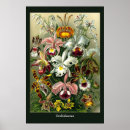 Search for ernst haeckel posters Illustration