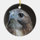 Search for red tail hawk christmas tree decorations Hawks