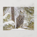 Search for owl ears postcards Wildlife