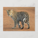 Search for stare postcards Big cat