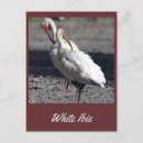 Search for ibis postcards Wildlife