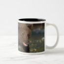 Search for arctos mugs Usa