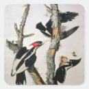 Search for crt stickers Bird