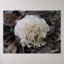 Search for fungus posters Woodland