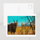 Search for antelopes postcards Africa